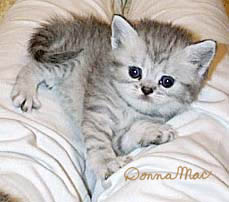 silver kitten