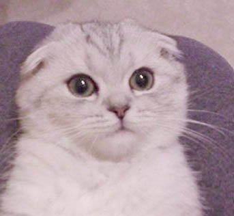 silver cat