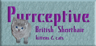 British kittens for sale