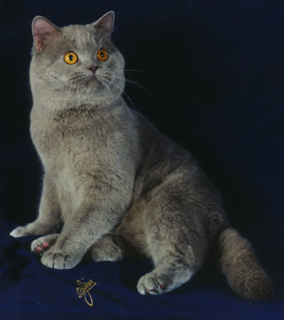 Lilac British Shorthair Boy Cat