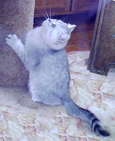 silver kitten