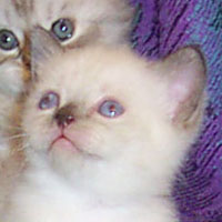 colorpoint British Shorthair  kitten