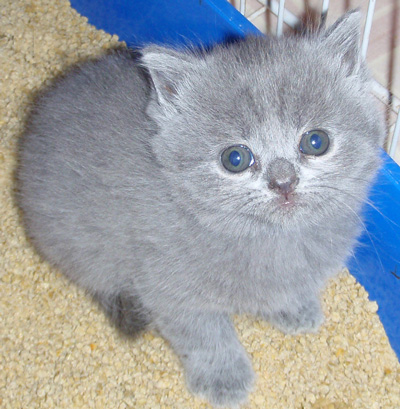british blue kitten availabe