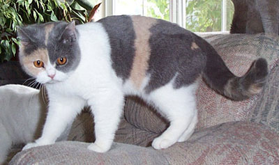 Champion blue calico british shorthair Cat