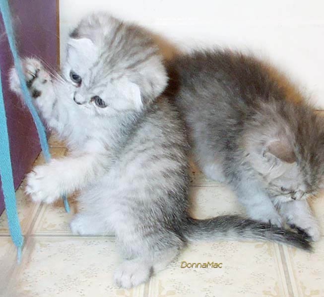 silver kitten