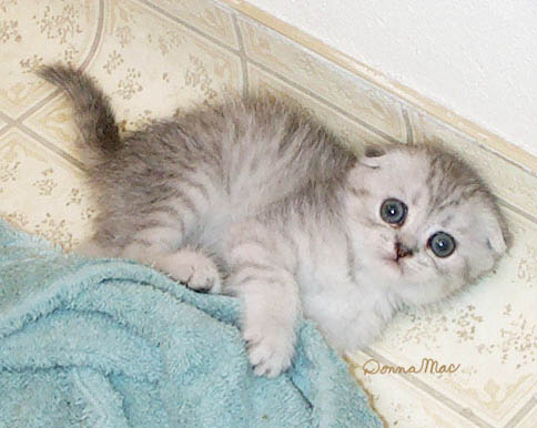 silver kitten