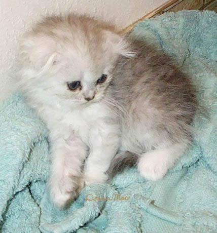 silver kitten