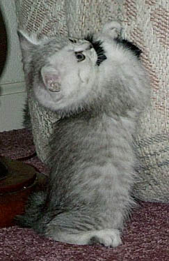 silver kitten