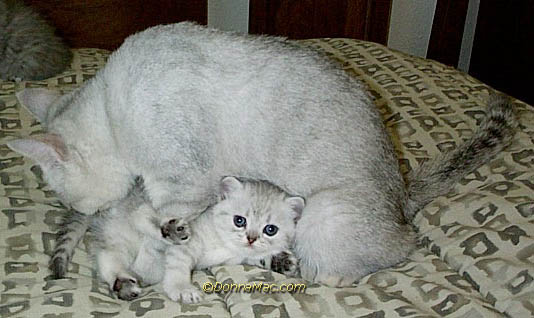 silver cat