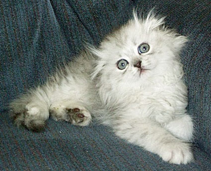 silver kitten