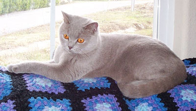 Double Grand Champion lilac british shorthair Cat