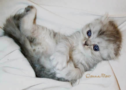 silver kitten