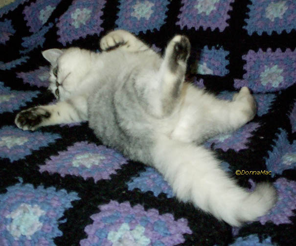 silver kitten