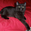 black British Shorthair Kitten