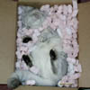 Kittens shipped worldwide