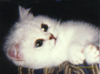 silver kitten