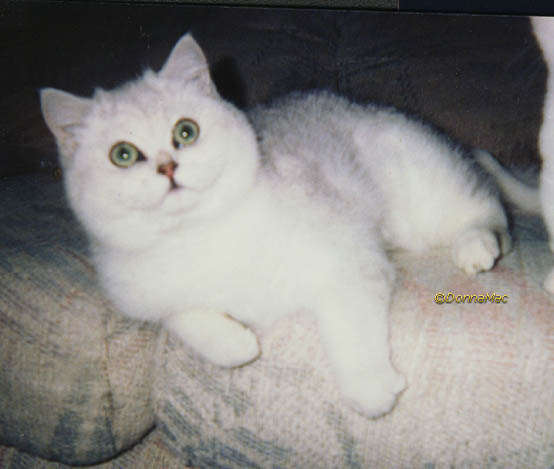 silver shaded British