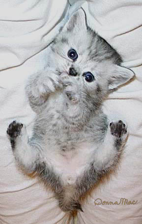 silver kitten