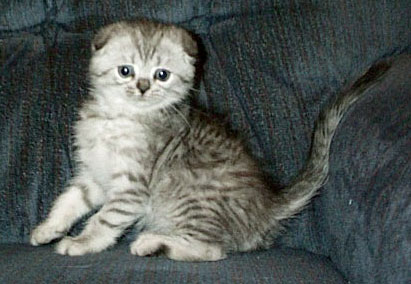 silver kitten
