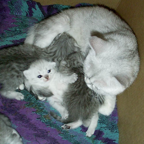 silver kitten