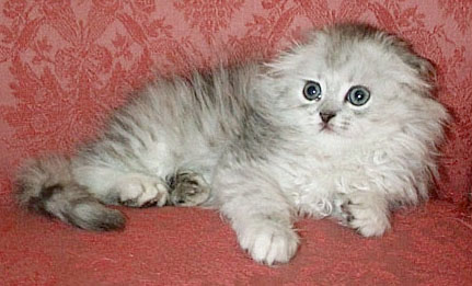 silver kitten