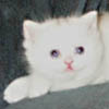 blue eyed white British Shorthair Kitten