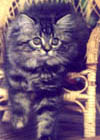 brown tabby longhaired Kitten