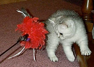 silver kitten