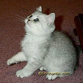 silver kitten