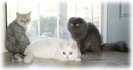 Scottish Fold and British Shorthair kitties sitting by the door