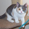 british dilute calico kitten