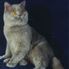 british shorthair lilac