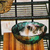 calico british shorthair kitten