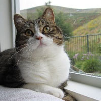 brown tabby and white british shorthair cat