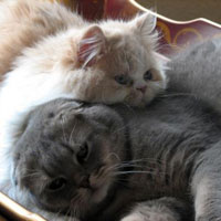 scottish fold cat and persian friend