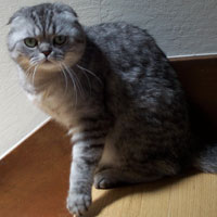 silver tabby scottish fold cat