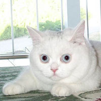 white British Shorthair Cat