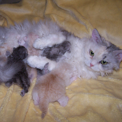 Selkirk Rex and Kittens