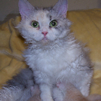 silver calico Champion Selkirk Rex