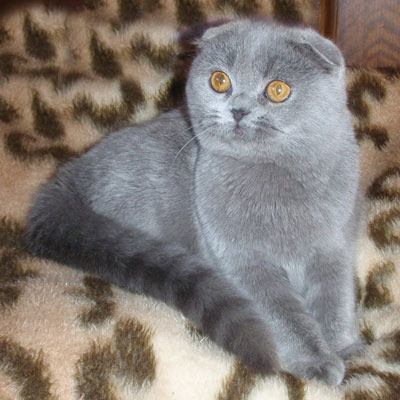 Blue Scottish Fold Show Kitten