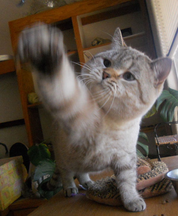 lynx point British Shorthair