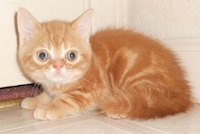 red tabby kitten