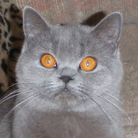 blue british cat