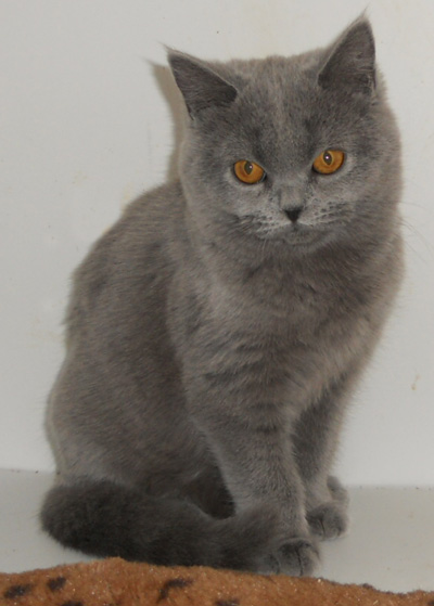 british blue kitten