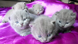 british kittens