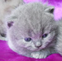 british kitten