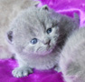 british kitten