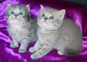 british kittens