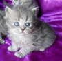 british longhair kitten