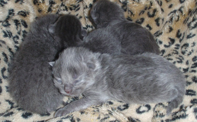 british blue kittens